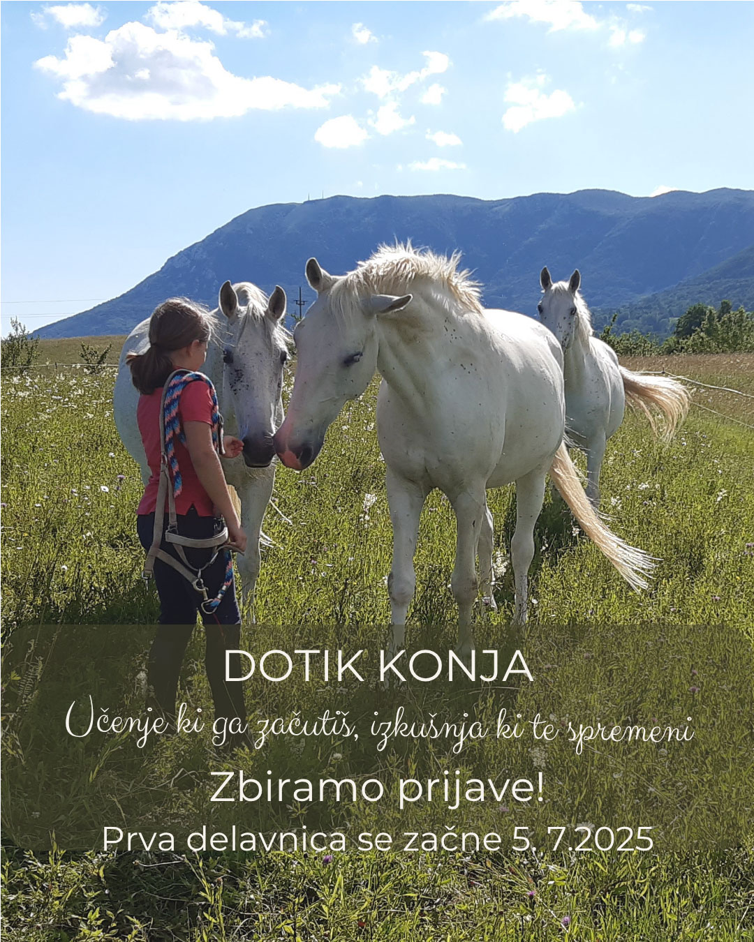 delavnica_dotik_konja